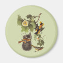 Search for oriole magnets Wildlife