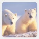 Search for sow stickers Mammal