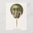 Search for arthropod postcards Nature