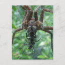 Search for arachnids postcards Animals