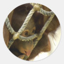 Search for baby orangutan stickers Primate