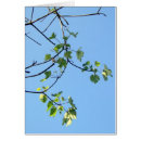 Search for generic winter Trees