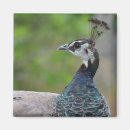 Search for pretty bird magnets Birding