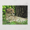Search for acinonyx jubatus postcards Cheetah