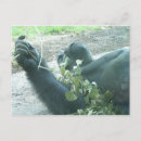 Search for funny mens postcards Cute