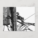 Search for squirrel photo postcards Photograph