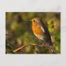 Search for erithacus postcards Redbreast