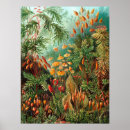 Search for zoology posters Ernst haeckel