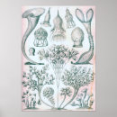 Search for ernst haeckel posters Science