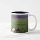 Search for buffalo print mugs Scenic