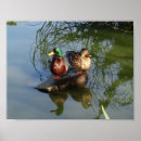 Search for wild duck art Waterfowl