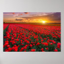 Search for bulbs art Tulip