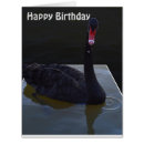 Search for black swan cards Wildlife