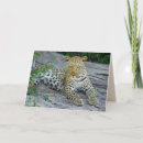 Search for wildcat cards Wildlife