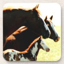 Search for horse coasters Birthday