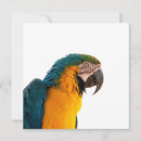 Search for macaw invitations Colourful