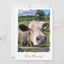 Search for cow moving announcement cards Country