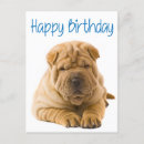 Search for shar pei dog birthday cards Chinese sharpei