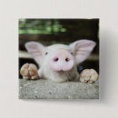 Search for piglets badges Animals