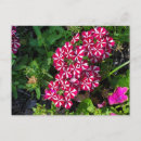 Search for annuals postcards Garden