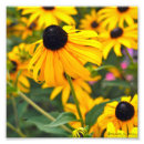 Search for 6x6 posters Nature
