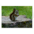 Search for tree squirrel cards Nature