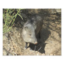 Search for javelina tucson
