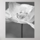 Search for white poppies posters Black