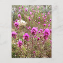 Search for wildflower postcards Nature