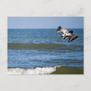 Search for bird feathers postcards Avian
