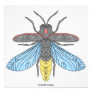 Search for fireflies art Bug