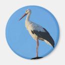 Search for stork magnets Wildlife