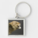 Search for roaring key rings Aggression