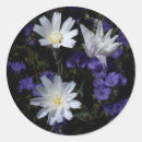 Search for anza borrego stickers Bloom