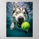 Search for husky posters Adventure