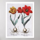 Search for tulipa posters Tulips