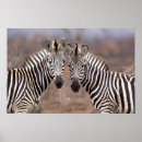 Search for plains zebra posters Equus quagga