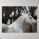 Search for dapple grey horse posters Breed