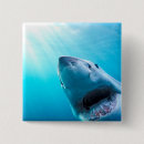 Search for great white shark badges Wildlife