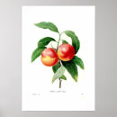 Search for vintage peach illustration posters Floral