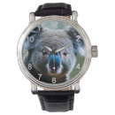 Search for koala watches Bear