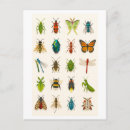 Search for bug collage Beetle
