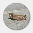 Search for grasshopper magnets Macro