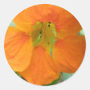 Search for nasturtium stickers Orange
