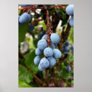 Search for fruit posters Garden