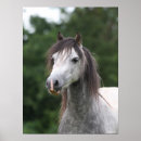 Search for breed posters Dapple grey