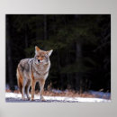 Search for coyotes posters Animal