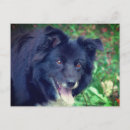Search for smiling dog postcards Border collie