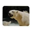 Search for polar climate cards Endangered species
