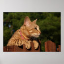 Search for serval cat art Feline